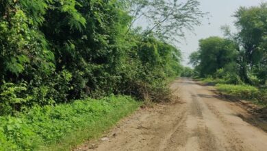 Photo of अहेरी-इंदाराम व देवलमरी या  रस्त्याच्या दोन्ही कडेला काटेरी झाडे