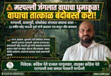Photo of आलापल्ली वनविभागात वाघाचा धुमाकूळ?